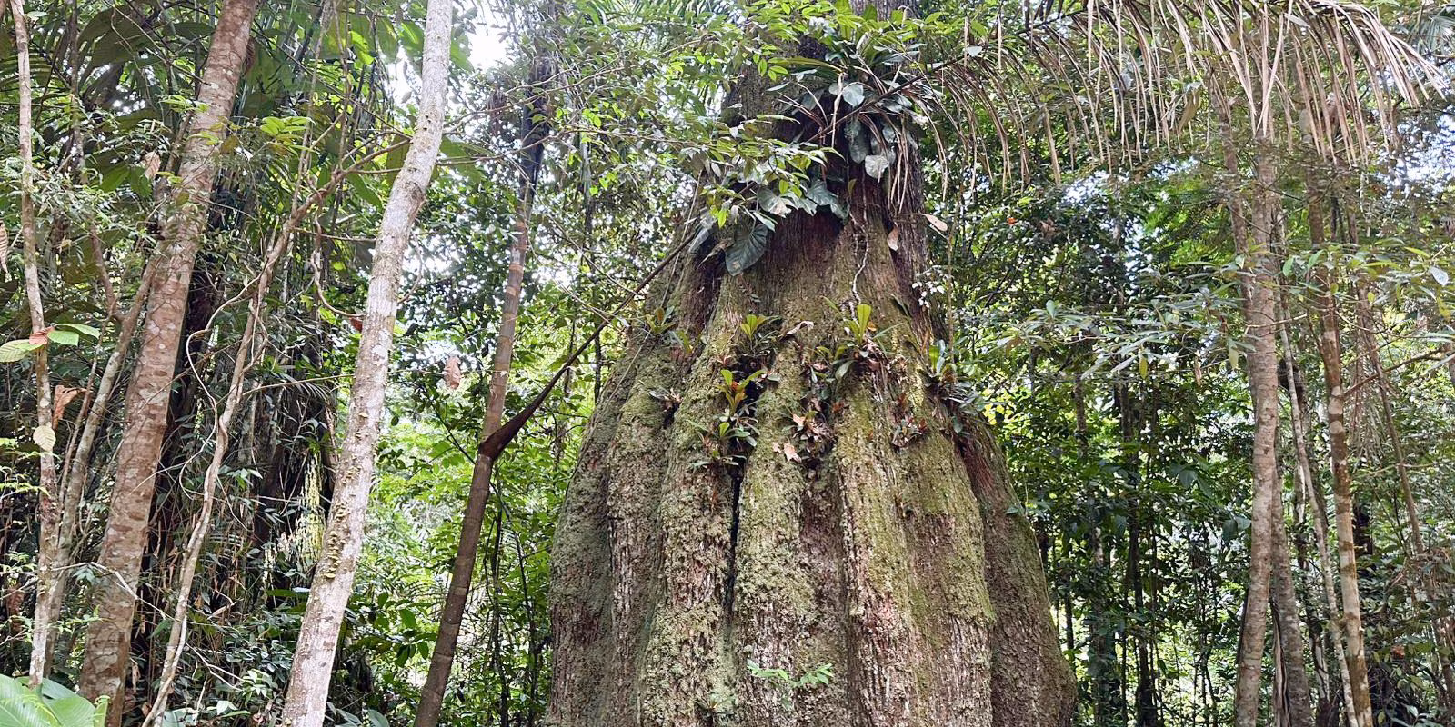 Amazonas ganha quatro reservas de desenvolvimento sustentável