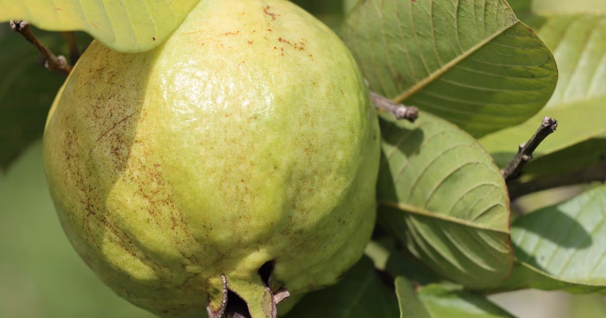 Conheça a árvore ideal para sua casa: mantém as folhas o ano todo, produz frutas e flores comestíveis