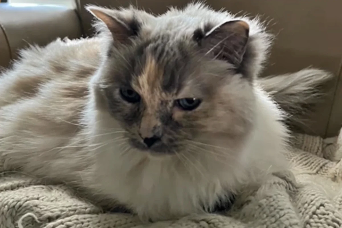 Família paga por eutanásia e descobre gata viva em clínica após um ano e meio