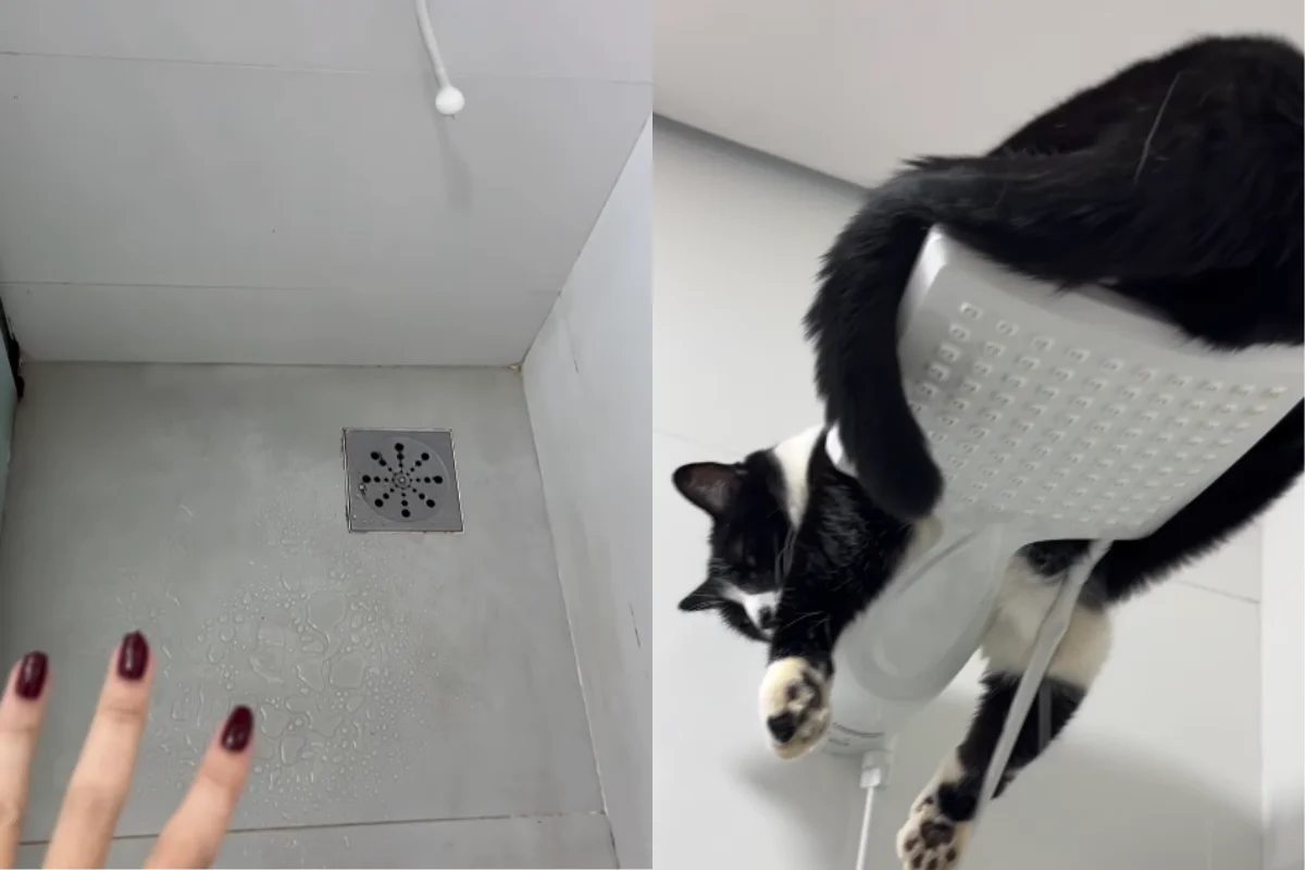 Gato ganha as redes sociais ao escolher o topo do chuveiro como lugar favorito