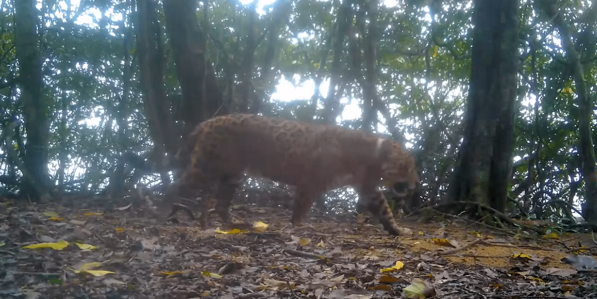 Uma onça-pintada foi capturada em uma área urbana do Paraná. Meses depois, Tape’ỹ foi solto e readaptado à vida livre no mato