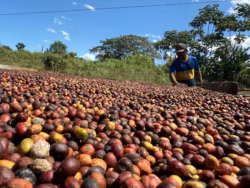 QualiCafé chega à reta final na disputa pelo melhor café do Acre