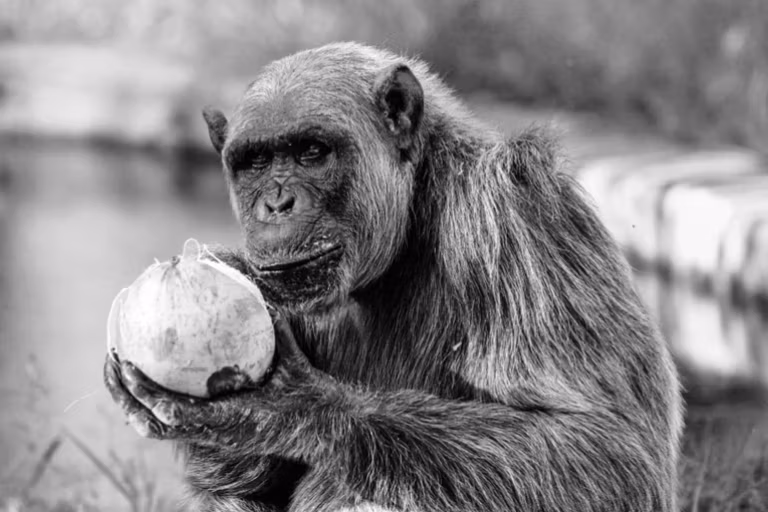 Chimpanzé Serafim é sacrificado aos 38 anos por zoológico em BH após avanço de dores provocadas por diabetes